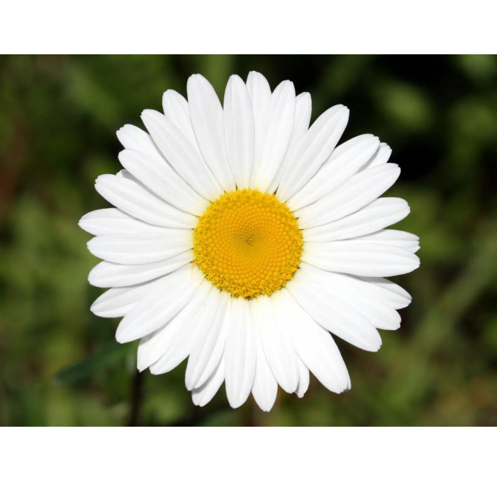 Керамическая плитка COLONIAL WHITE 30X7,5X8,2 Поверхность: Матовая (NCR03988)